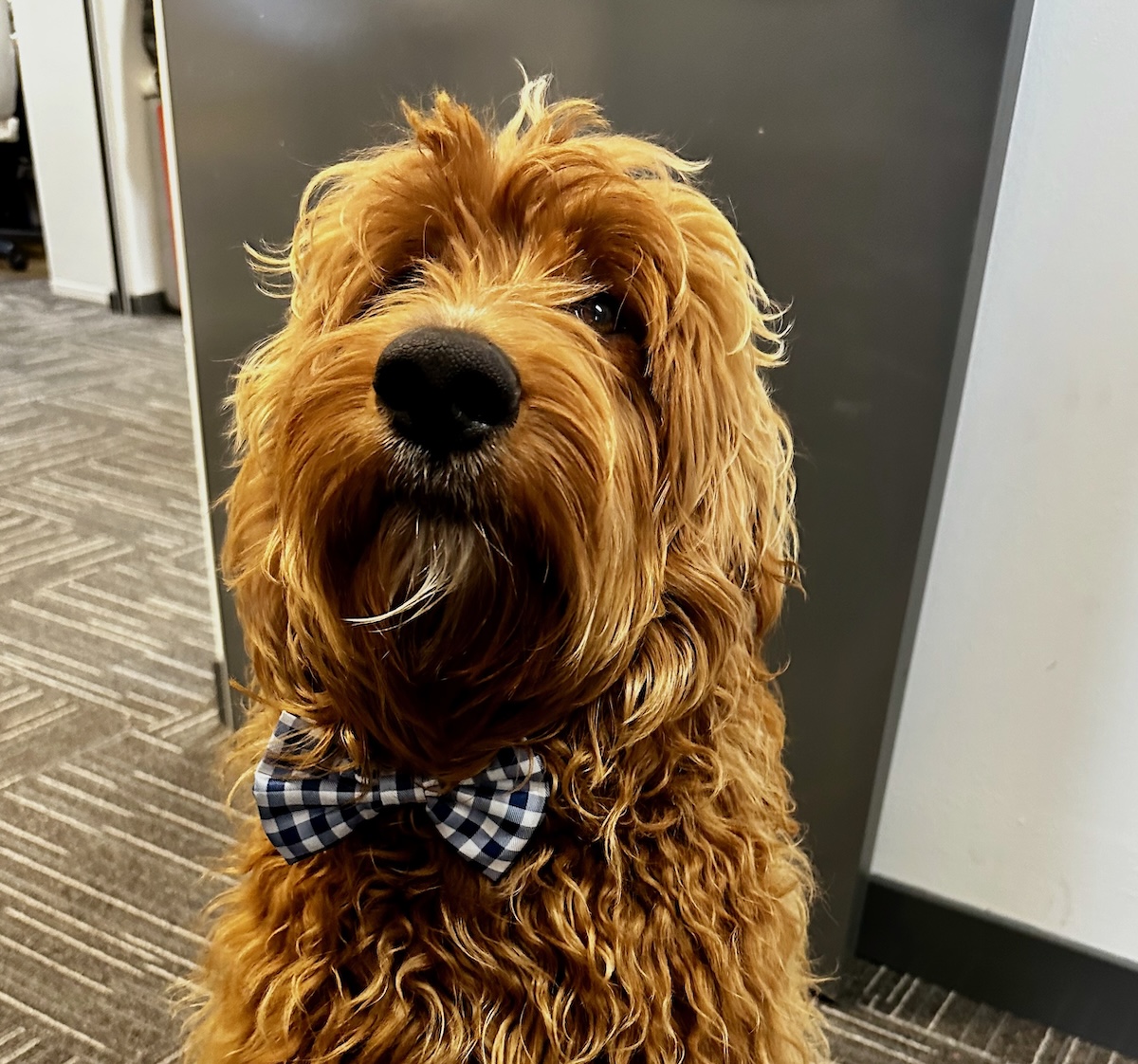Headshot of Malcolm, a labradoodle, wearing a bow tie